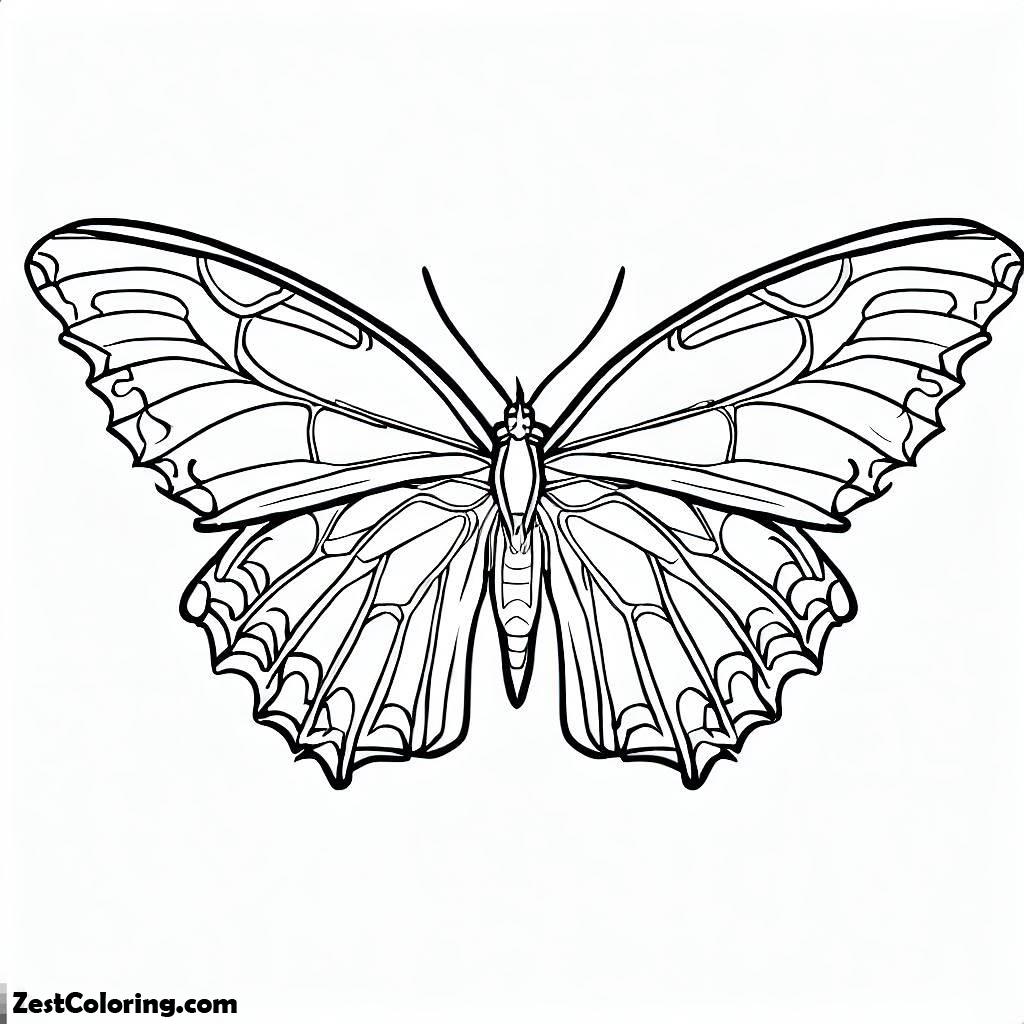 Butterfly, Amazing Full Spread Wings Butterfly From The Top View Coloring Page: Amazing Full Spread Wings Butterfly From The Top View Coloring PageFull Size Image