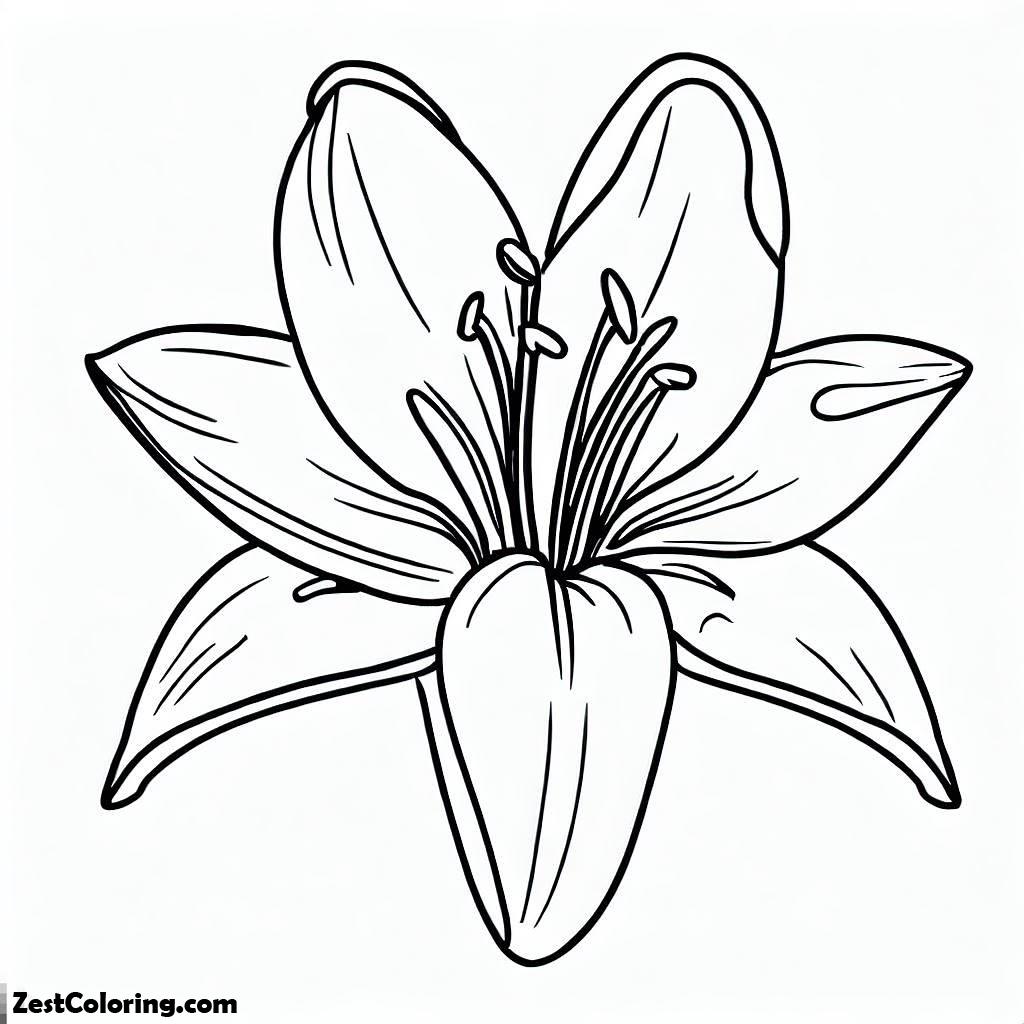 Flowers, Bloom Lily Flower Coloring Page: Bloom Lily Flower Coloring PageFull Size Image