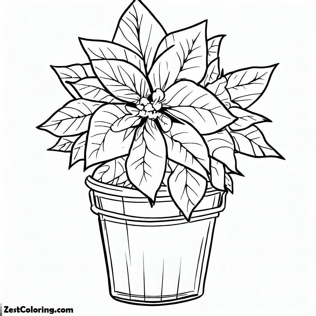 POINSETTIA FLOWER, Download Fresh Poinsettia Flower In A Bucket Coloring Page: Download Fresh Poinsettia Flower In A Bucket Coloring PageFull Size Image