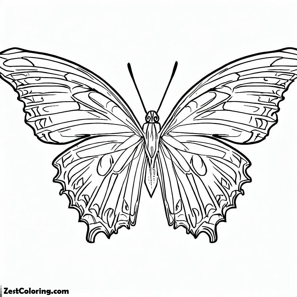 Butterfly, Full Spread Wings Butterfly From The Top View Coloring Page: Full Spread Wings Butterfly From The Top View Coloring PageFull Size Image