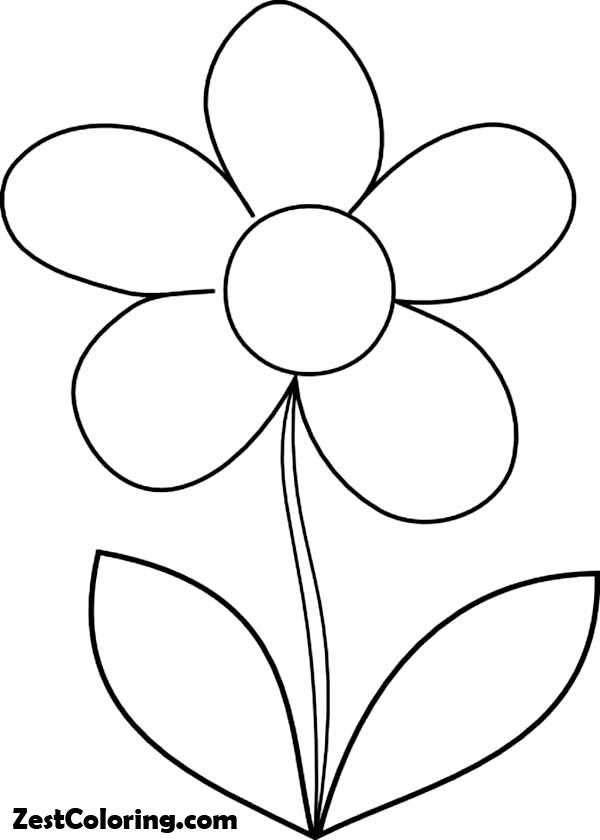 Daisy Flower, How To Draw Daisy Flower Coloring Page: How To Draw Daisy Flower Coloring PageFull Size Image