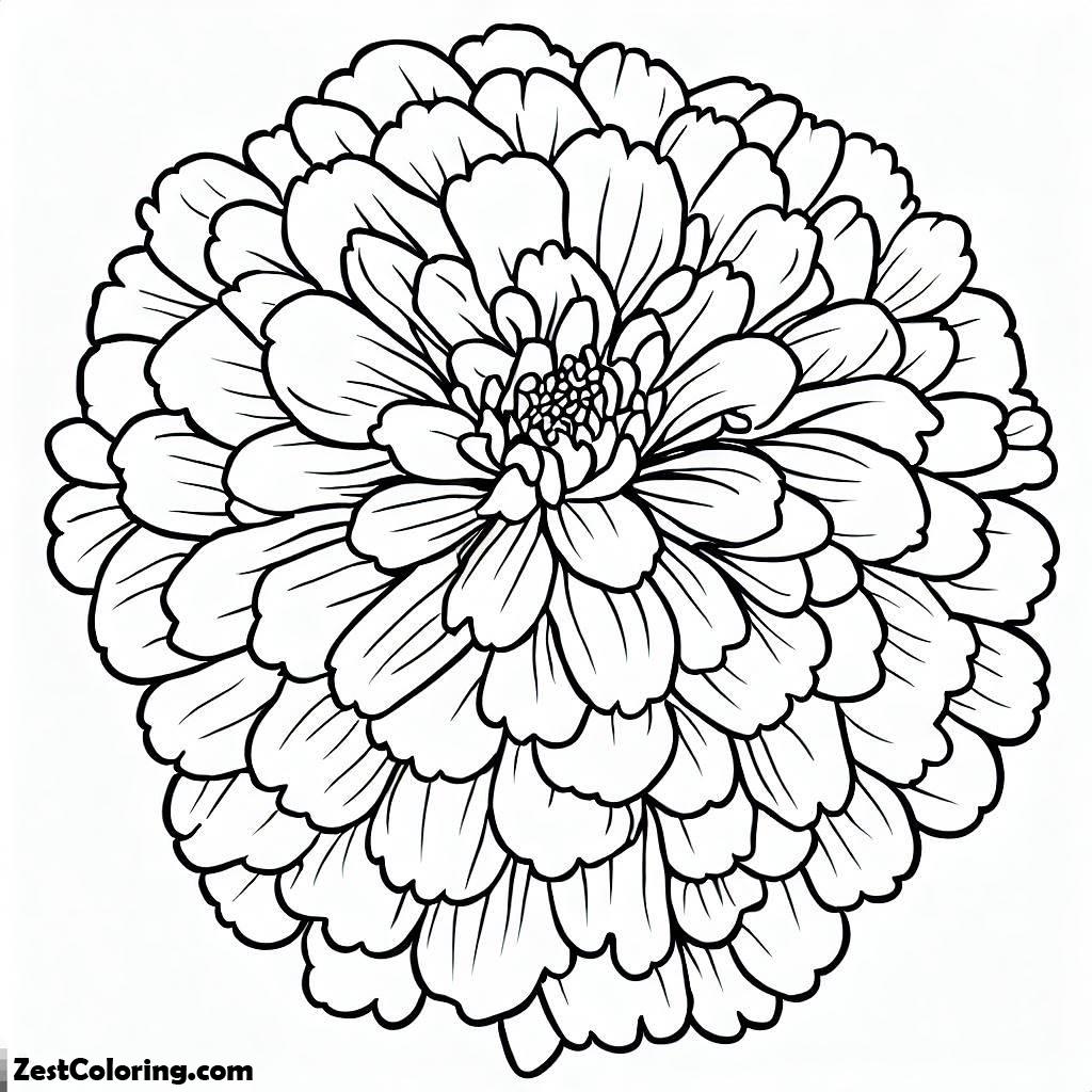 Marigold Flower Coloring Pages