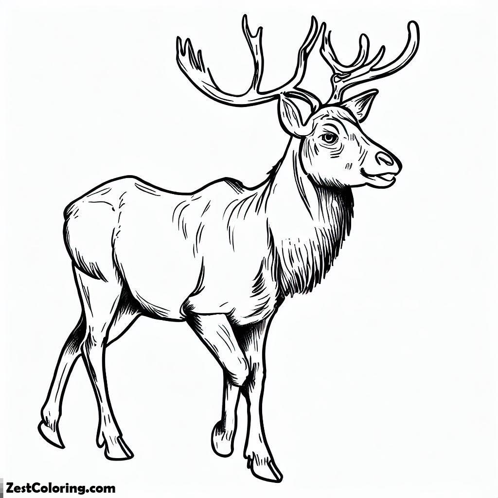 Elk, Drawing Young Elk Coloring Pages: Drawing Young Elk Coloring PagesFull Size Image