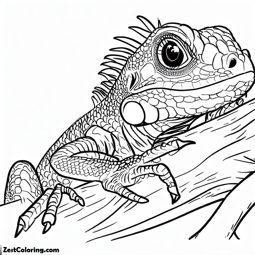 Iguana, Iguana With Pretty Eyes Coloring Page: Iguana With Pretty Eyes Coloring PageFull Size Image