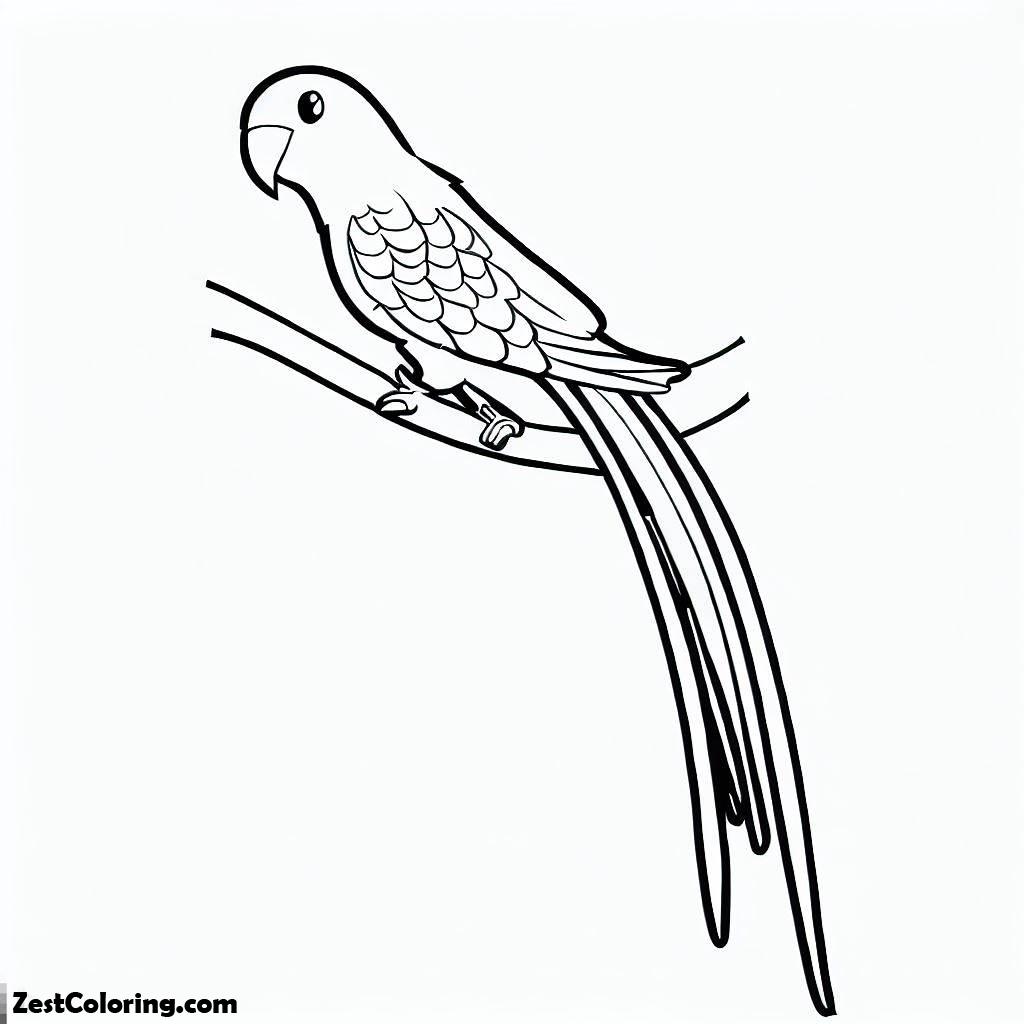 Parrot, Long Tail Parrot Coloring Page: Long Tail Parrot Coloring PageFull Size Image