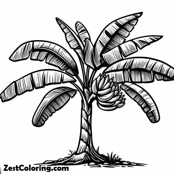 Banana Tree Colouring
