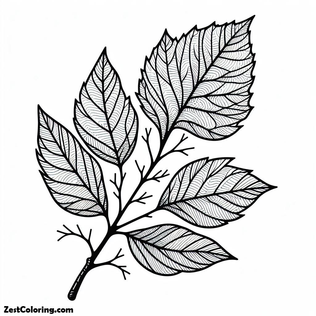 Autumn, Awsome Autumn Leaf From Tree Branch Coloring Page: Awsome Autumn Leaf From Tree Branch Coloring PageFull Size Image